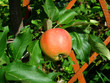 branch of an apple