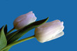 white against blue