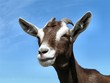 goat