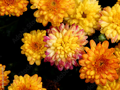 Foto: mums in bloom mums in bloom