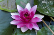 pink flower in pond