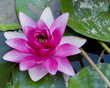 flower on lillies