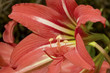 close hibiscus