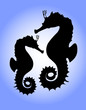 seahorses