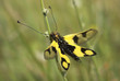 colorful butterfly colorful butterfly