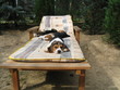 beagles