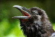 a head of raven on green background