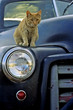 yellow cat on an old truck