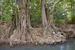 mangrove trees