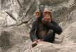 little chimpanzee