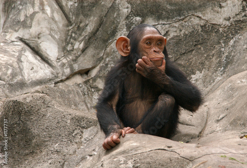 Photo: little chimpanzee little chimpanzee