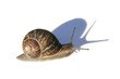 Foto: snail with shadow snail with shadow
