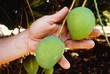 mango fruit