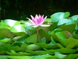 seerose