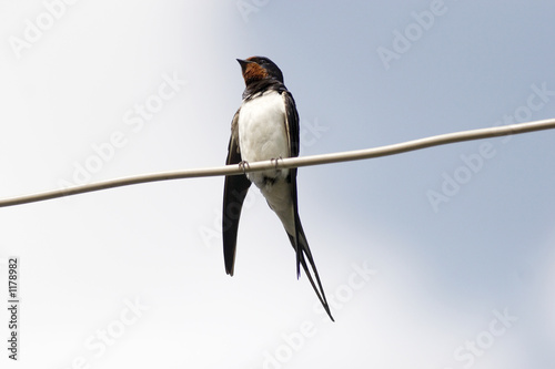 (hirundo rustica) common swallow