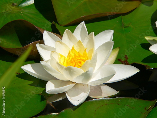 seerosenblüte