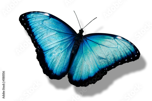 papillon bleu