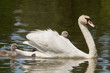 Swan