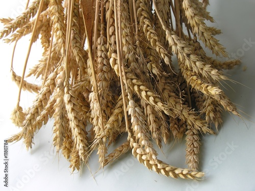 Photo: ears of gold wheal ears of gold wheal