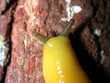 happy yellow slug