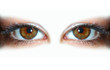 yeux marrons