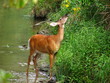 whitetail feeding