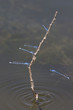 dragonflies