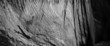 black dragon pictograph