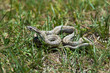 small snake