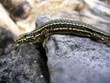 le regard du lezard