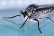 insecte