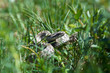 look of small snake