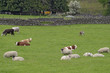 farmland with cattle and sheep