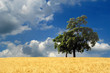 paysage de campagne