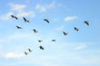 brown pelicans flying