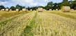 wheat harvest