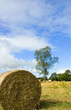 hay bale & tree