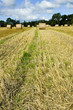fields of gold