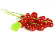 summer fruits: redcurrant summer fruits: redcurrant