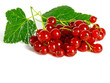 summer fruits: redcurrant summer fruits: redcurrant