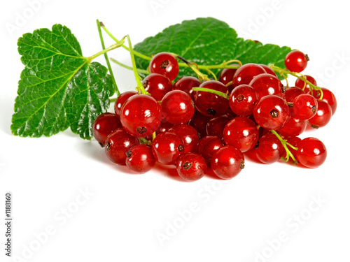 Photo: summer fruits: redcurrant summer fruits: redcurrant