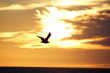 Photographie : coucher de soleil