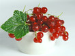 summer fruits: redcurrant summer fruits: redcurrant