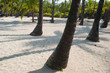 palm trees on the beach