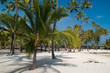 palm trees on the beach