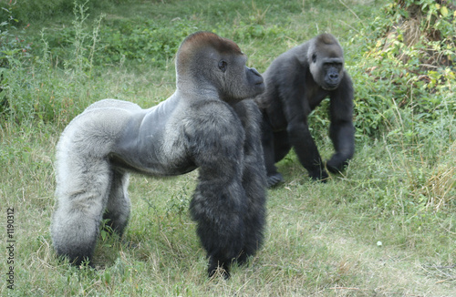Gorilla Couple
