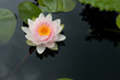 water lily