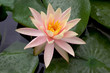 water lily