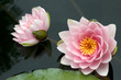 two water lilies