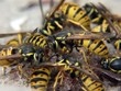 wasps
